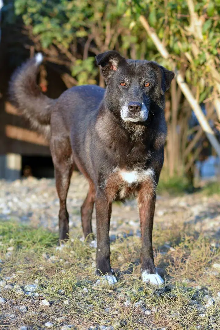 Adotta un cane, femmina, 13 anni e 2 mesi, Como