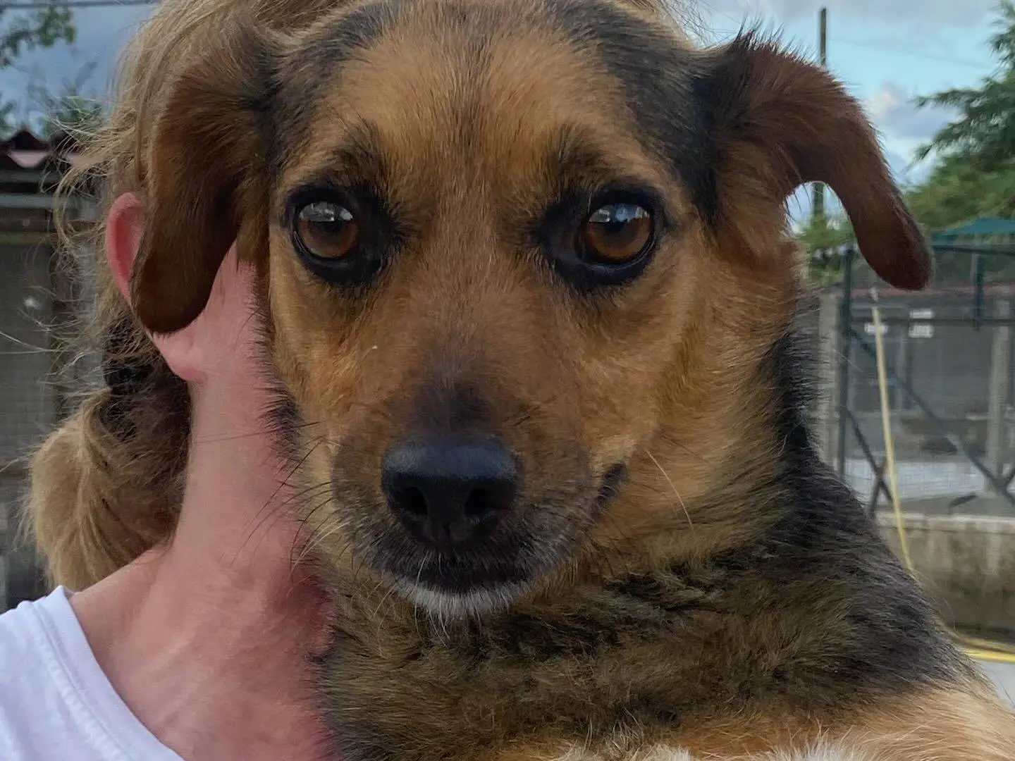 Adotta il cane Memole a Latina