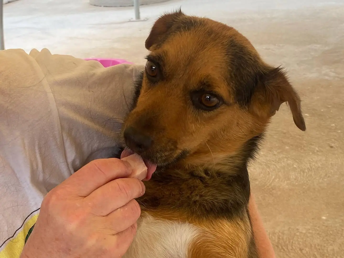 Vuoi adottare un cane a Latina?