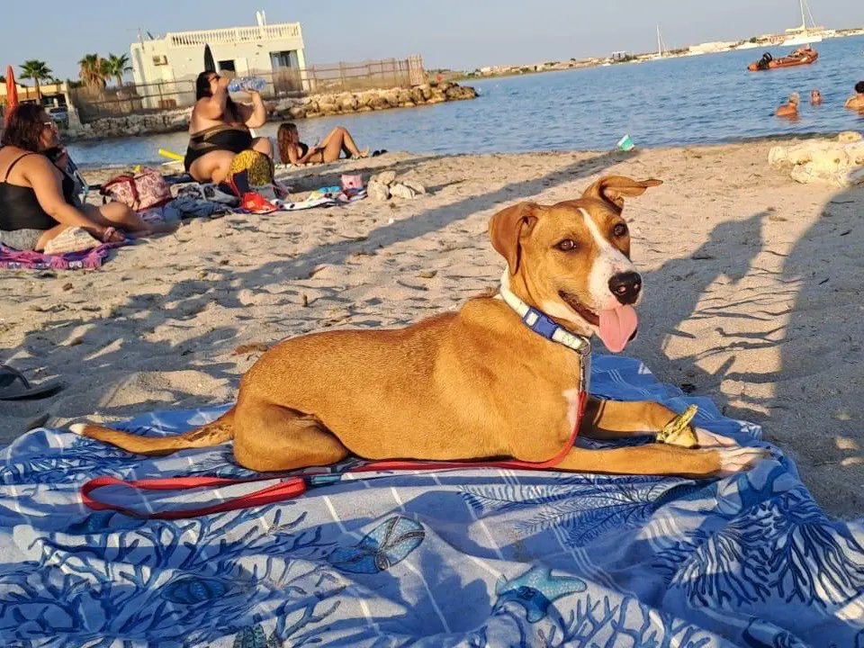 Adotta un cane, taglia media, femmina, Siracusa