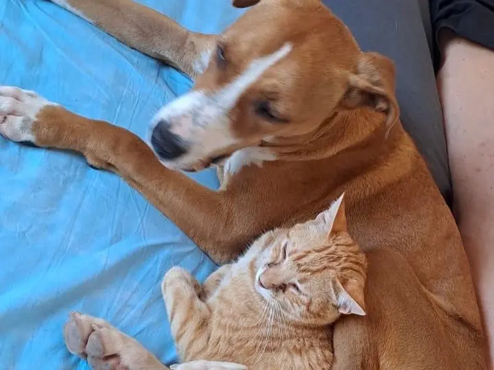 Adotta il cane Aisha a Siracusa