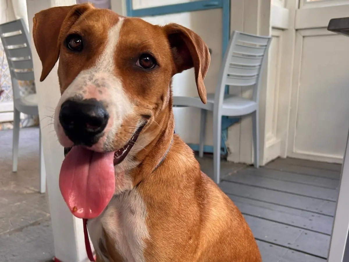 Adotta un cane, femmina, 1 anno e 8 mesi, Siracusa
