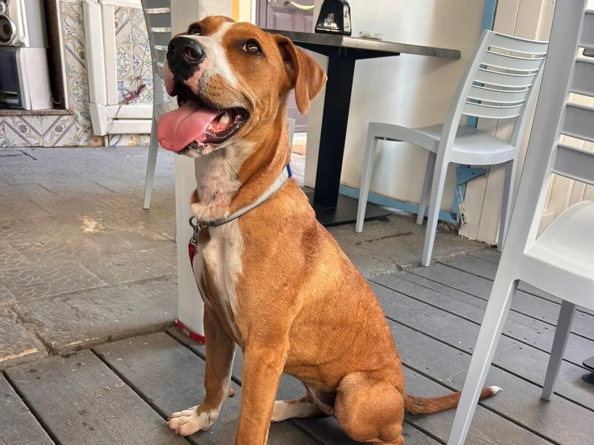 Adozione cane, femmina, Razza sconosciuta Razza sconosciuta, 1 anno e 8 mesi, taglia media, Siracusa