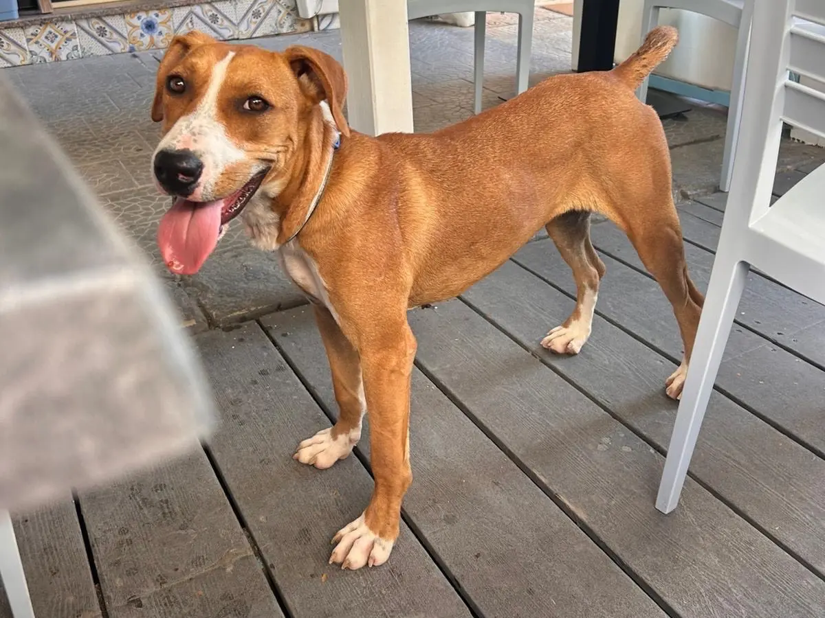 Vuoi adottare un cane a Siracusa?