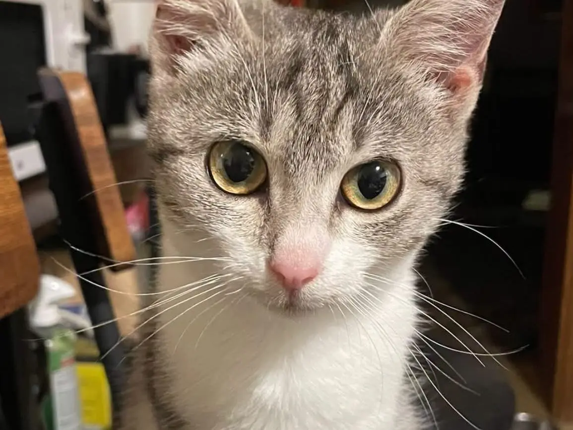 Adotta un gatto, taglia non valida, femmina, Laquila