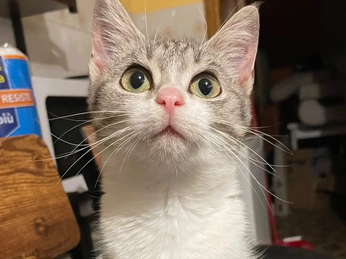 Adotta un gatto, femmina, 5 mesi, Laquila