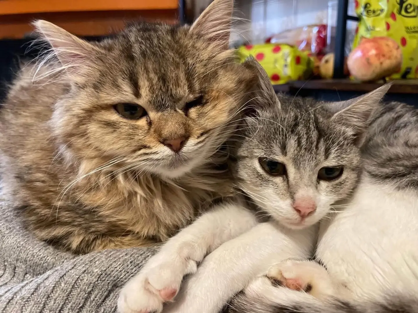Vuoi adottare un gatto a Laquila?