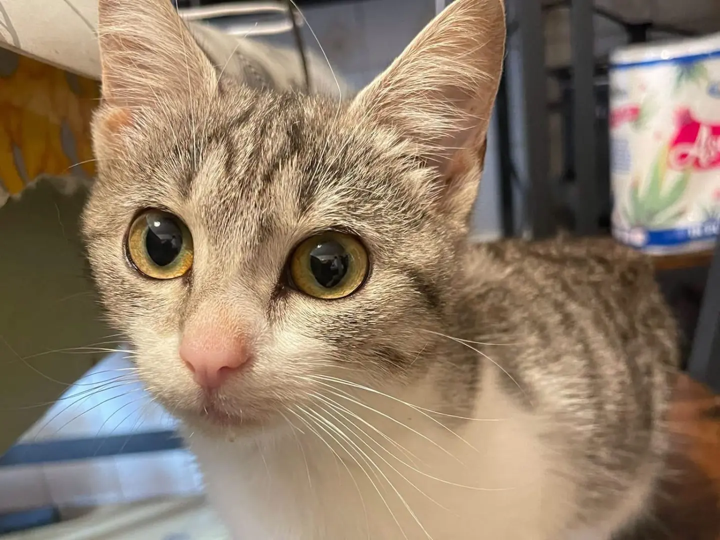 Adozione gatto, femmina, Razza sconosciuta Razza sconosciuta, 5 mesi, taglia non valida, Laquila