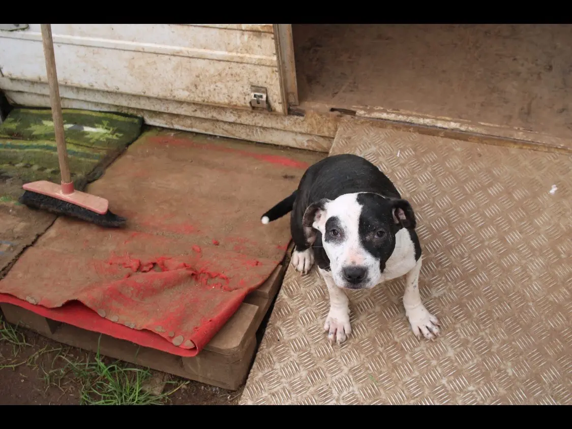 Adozione cane, femmina, Razza sconosciuta Razza sconosciuta, 6 anni e 8 mesi, taglia media, Vibo