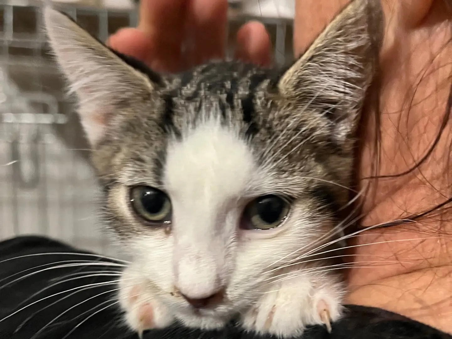 Adotta un gatto, femmina, 2 mesi, Padova