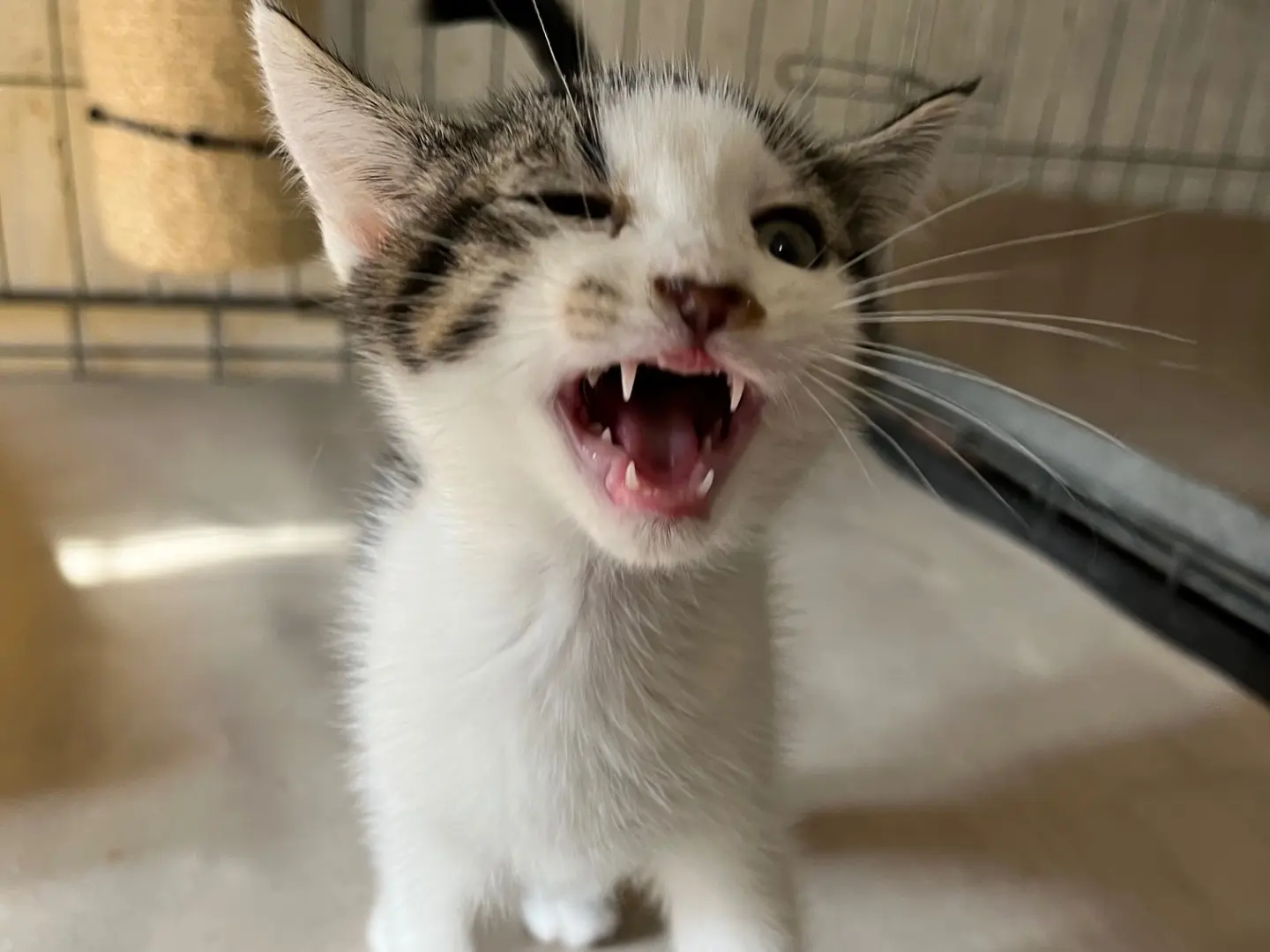 Adotta un gatto, taglia non valida, femmina, Padova