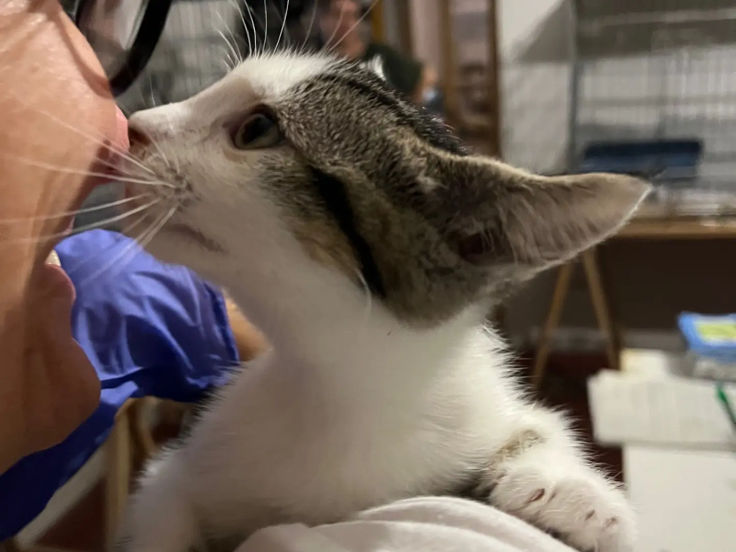 Vuoi adottare un gatto a Padova?