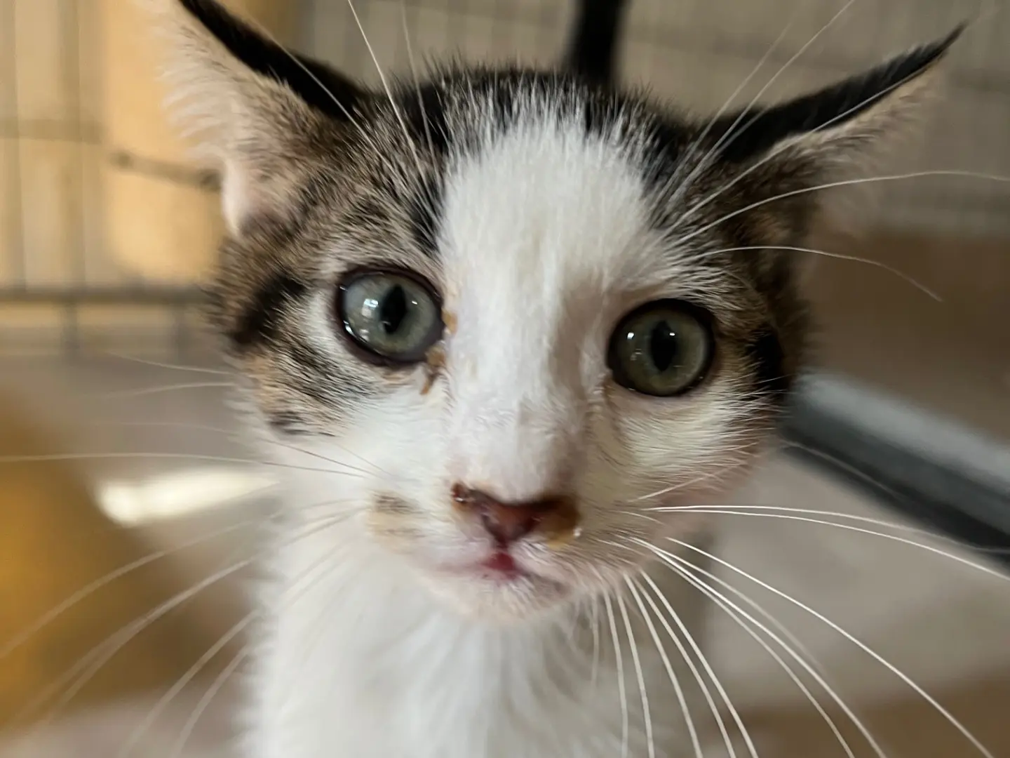 Adozione gatto, femmina, Razza sconosciuta Razza sconosciuta, 2 mesi, taglia non valida, Padova