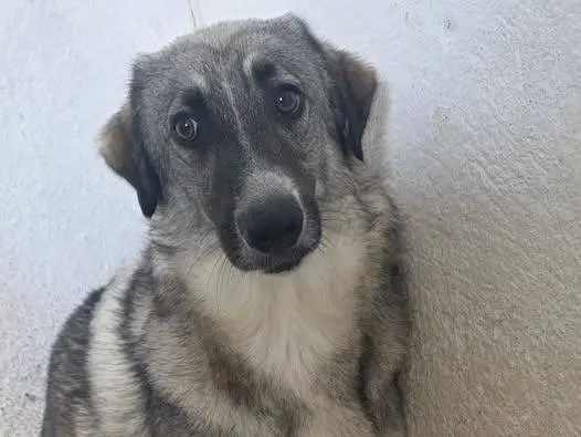 Adozione cane, femmina, Razza sconosciuta Razza sconosciuta, 1 anno e 9 mesi, taglia grande, Crotone