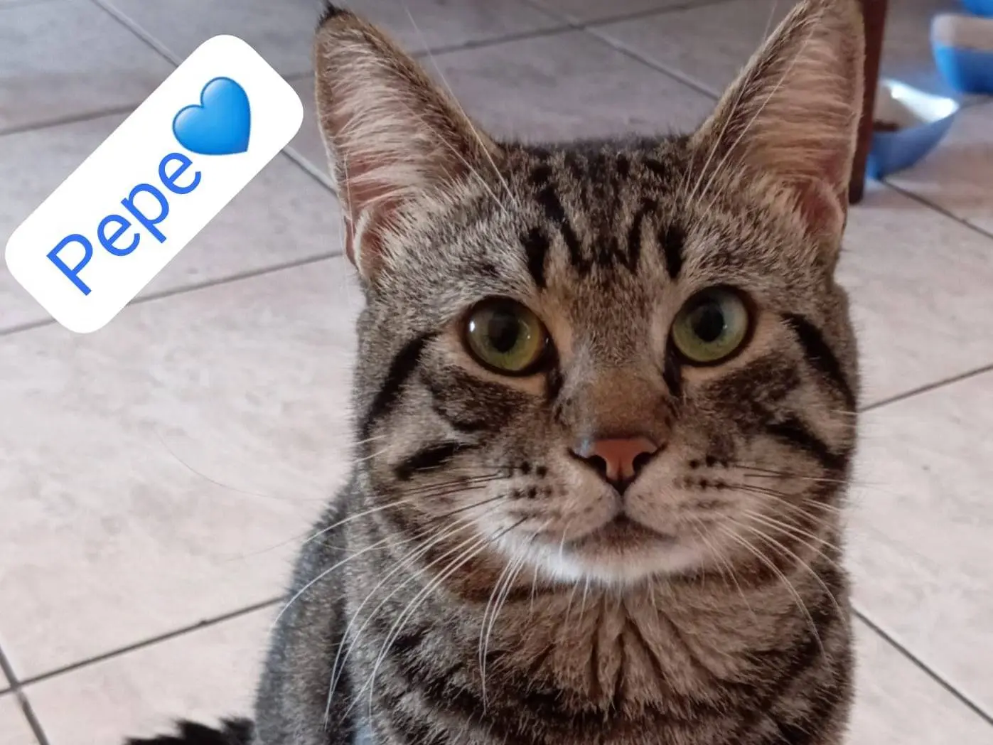 Adozione gatto, maschio, Razza sconosciuta Razza sconosciuta, 5 anni, taglia non valida, Milano