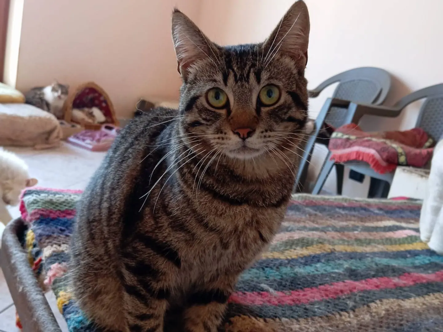 Adotta un gatto, maschio, 5 anni, Milano