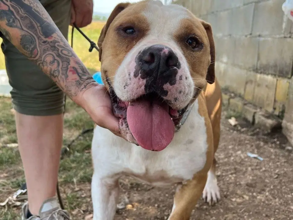 Adotta un cane, taglia grande, maschio, Frosinone