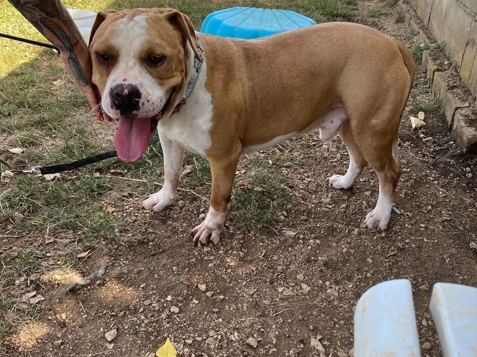 Adotta un cane, maschio, 6 anni, Frosinone