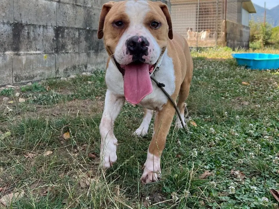 Adozione cane, maschio, Bulldog Inglese Pitbull, 6 anni, taglia grande, Frosinone