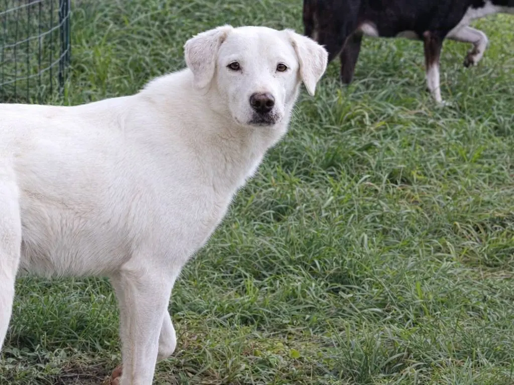 Adotta un cane, maschio, 3 anni e 1 mese, Avellino