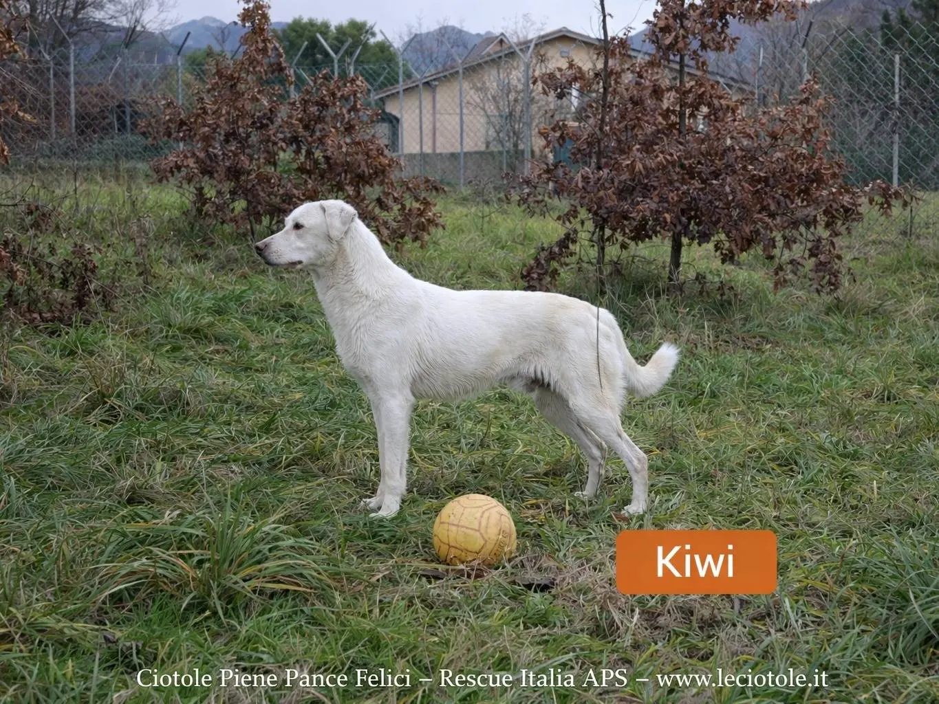 Adozione cane, maschio, Razza sconosciuta Razza sconosciuta, 3 anni e 1 mese, taglia media, Avellino