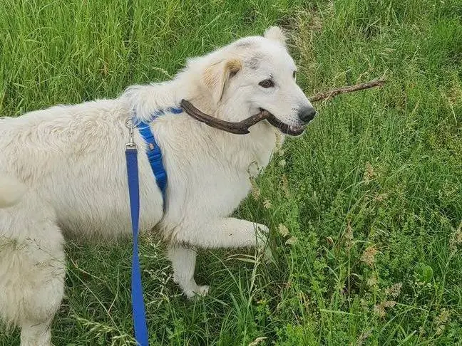 Vuoi adottare un cane a Bergamo?