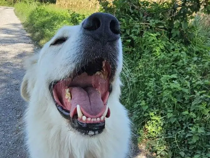Adotta un cane, maschio, 7 anni e 10 mesi, Bergamo