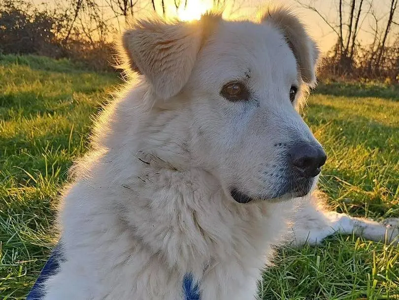 Adotta il cane Mare a Bergamo