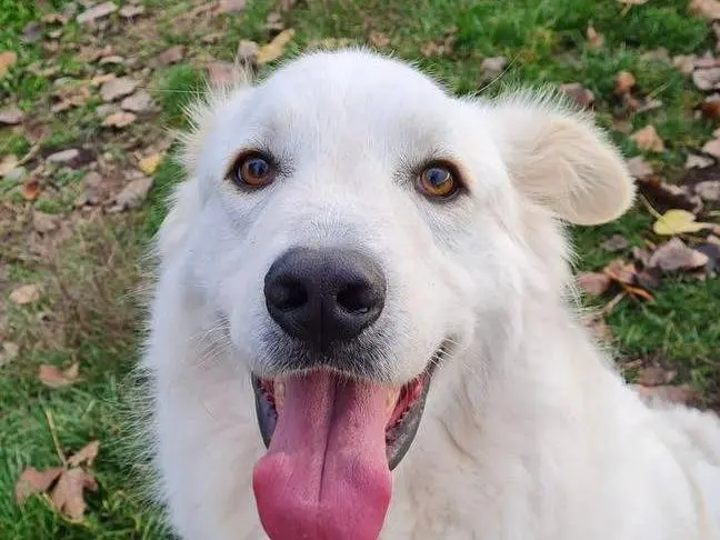 Adotta un cane, taglia gigante, maschio, Bergamo
