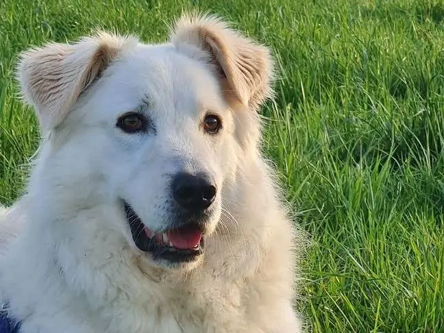 Adozione cane, maschio, Pastore maremmano Razza sconosciuta, 7 anni e 10 mesi, taglia gigante, Bergamo