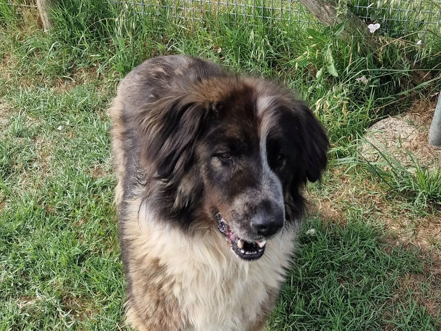 Adotta un cane, femmina, 1 anno e 9 mesi, Latina