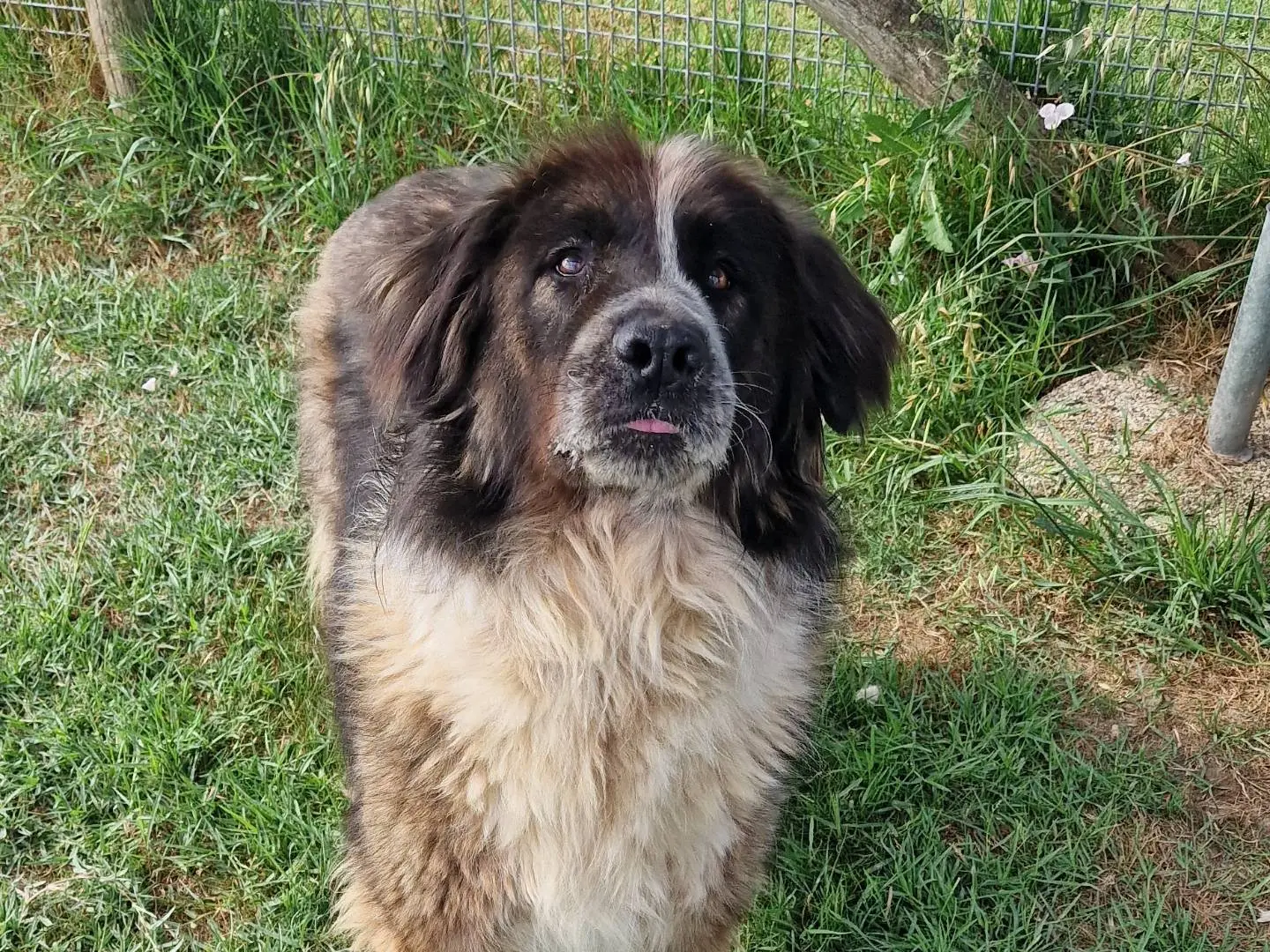 Adozione cane, femmina, Razza sconosciuta Razza sconosciuta, 1 anno e 9 mesi, taglia gigante, Latina