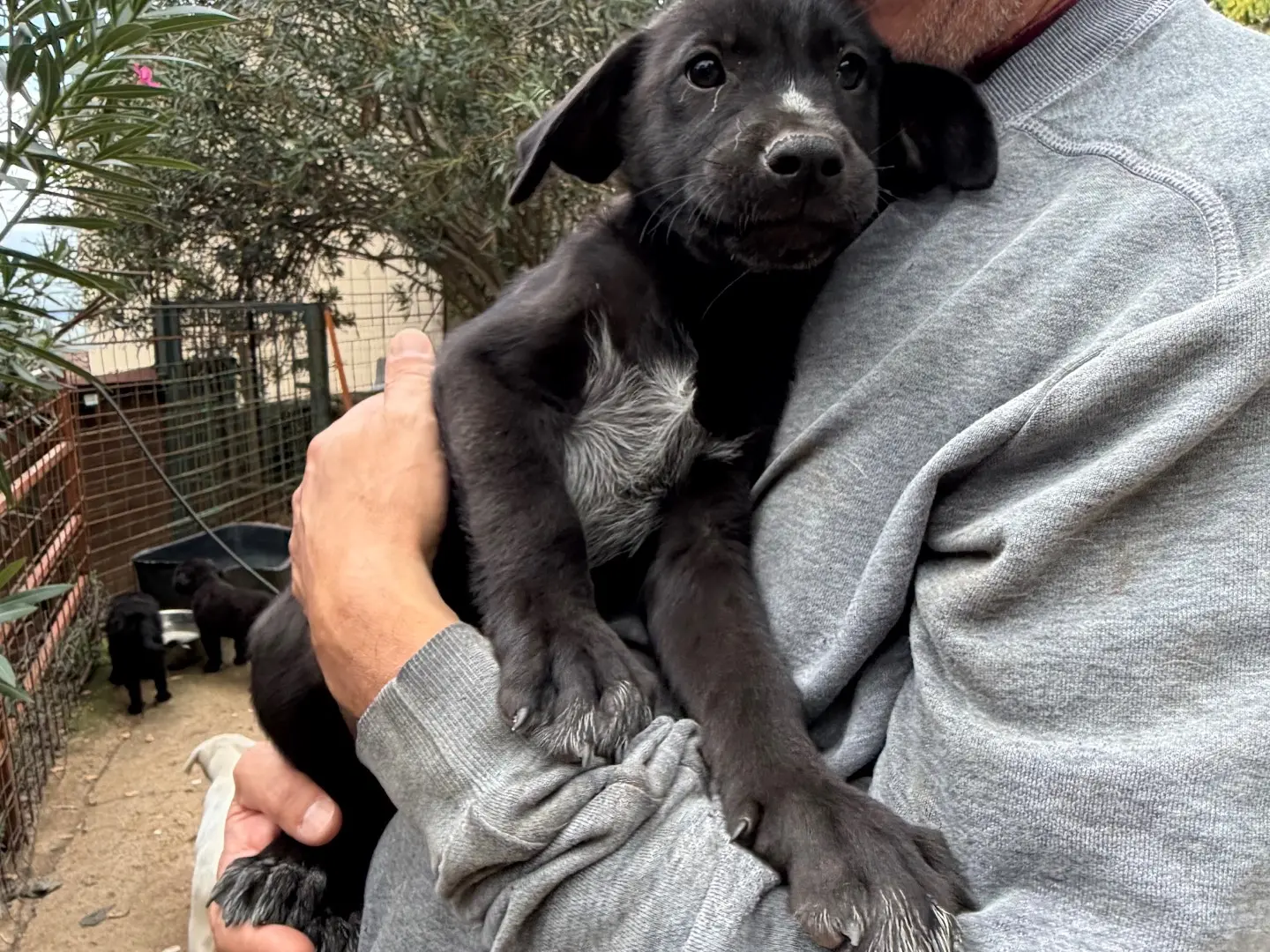 Vuoi adottare un cane a Catanzaro?