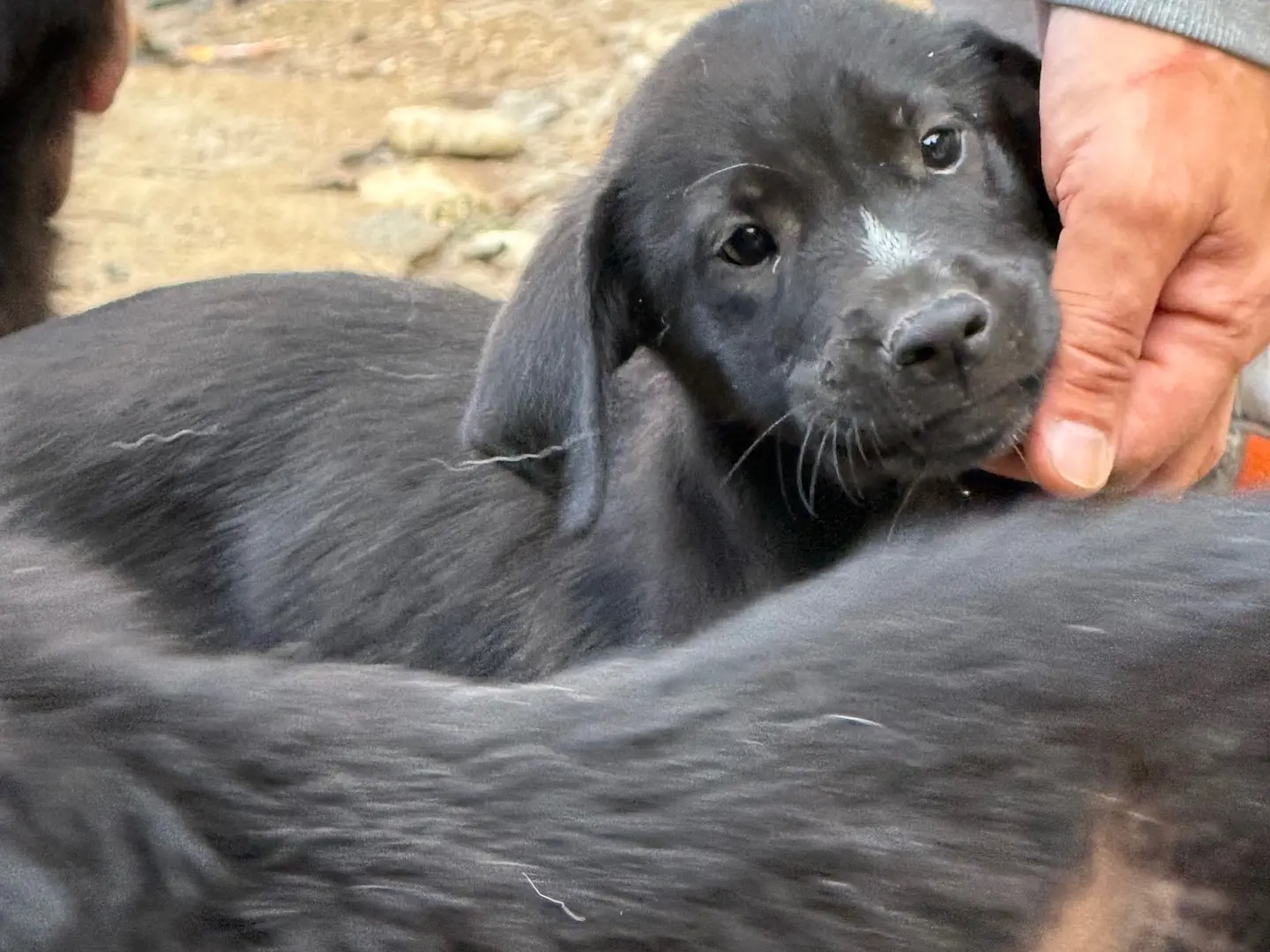 Adotta un cane, maschio, 3 mesi, Catanzaro