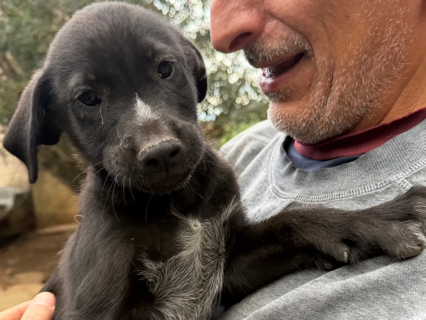 Adotta il cane Cosmo a Catanzaro