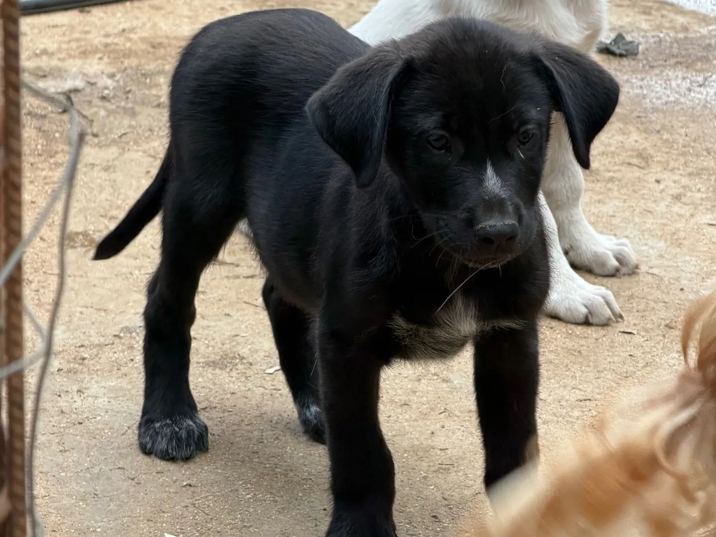 Adotta un cane, taglia media, maschio, Catanzaro