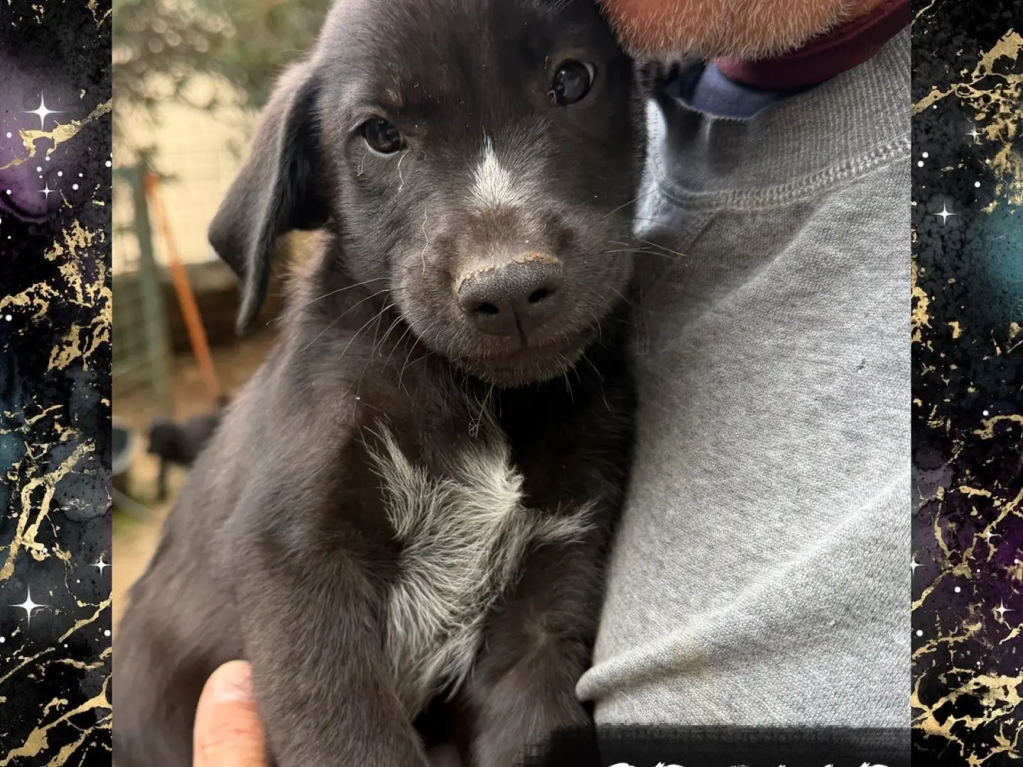Adozione cane, maschio, Razza sconosciuta Razza sconosciuta, 3 mesi, taglia media, Catanzaro