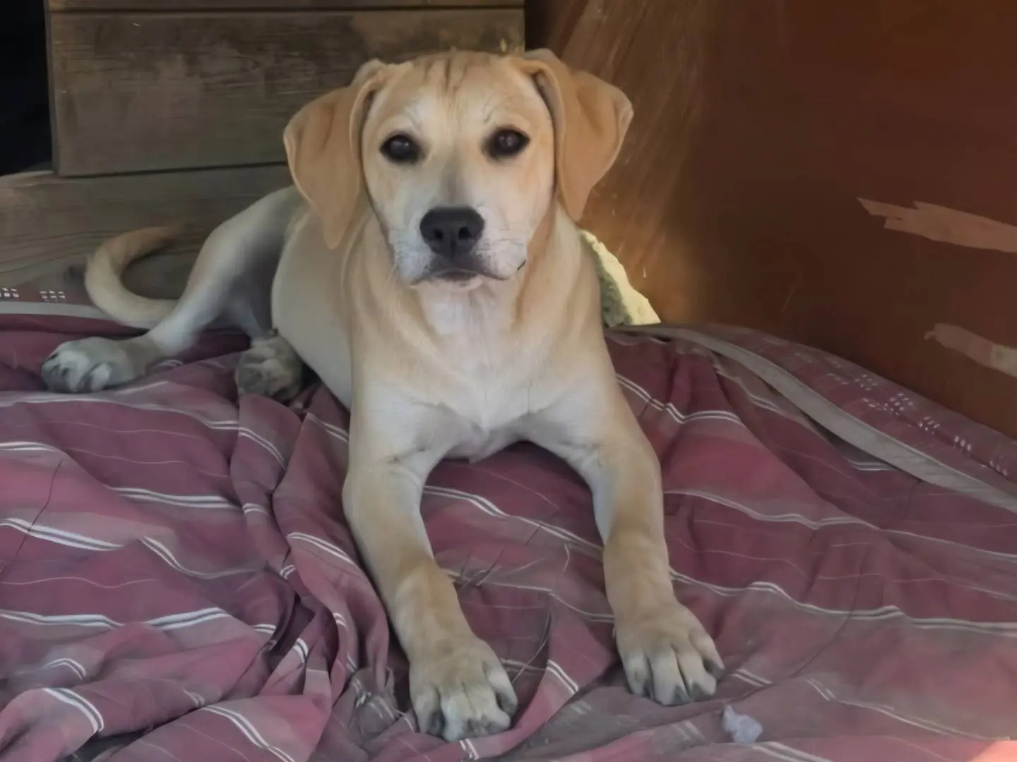 Adozione cane, femmina, Razza sconosciuta Razza sconosciuta, 10 mesi, taglia media, Caserta