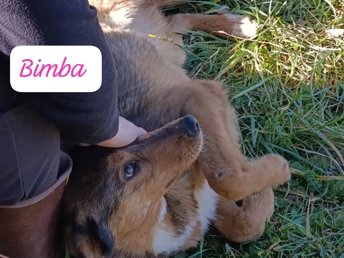 Adotta il cane Bimba e Bimbetta  a Avellino