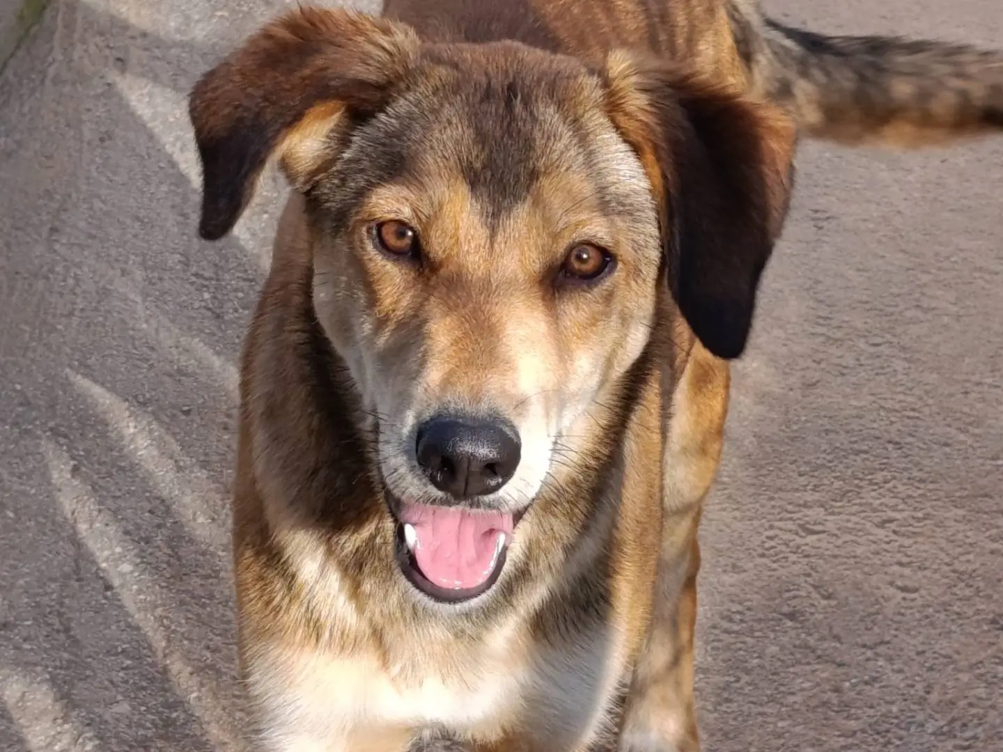 Adotta un cane, femmina, 1 anno e 6 mesi, Avellino