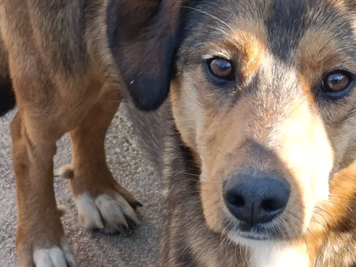 Adotta un cane, taglia media, femmina, Avellino