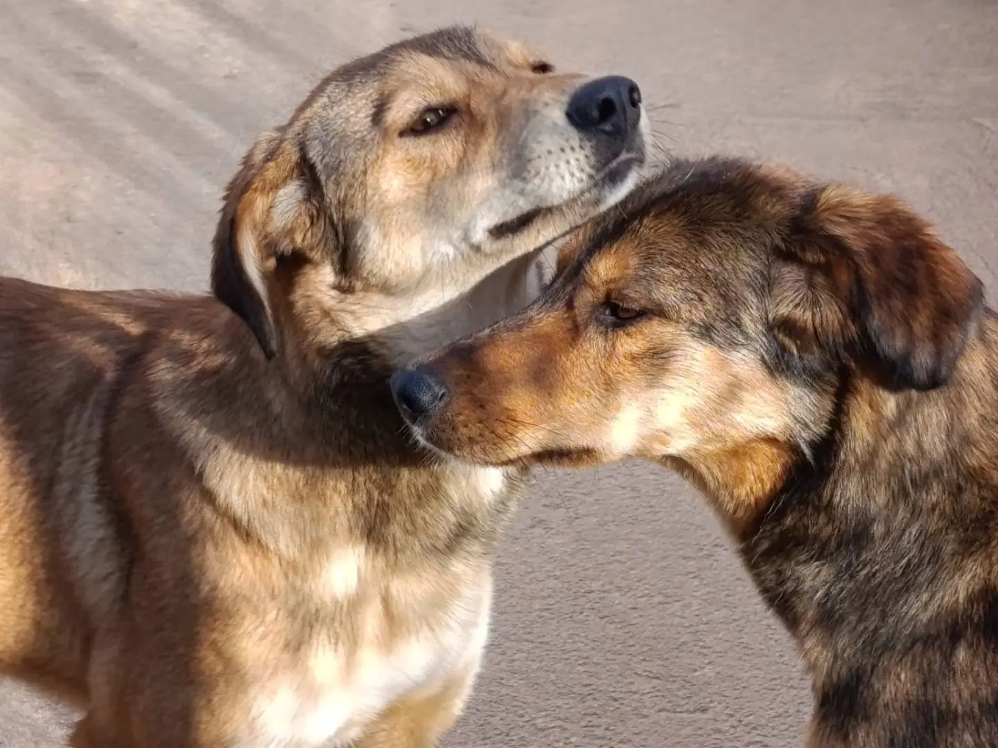 Adozione cane, femmina, Razza sconosciuta Razza sconosciuta, 1 anno e 6 mesi, taglia media, Avellino