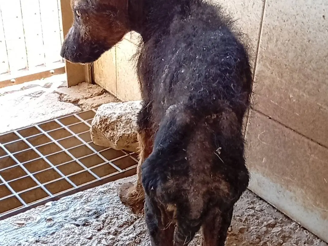 Adotta il cane Battista a Bari