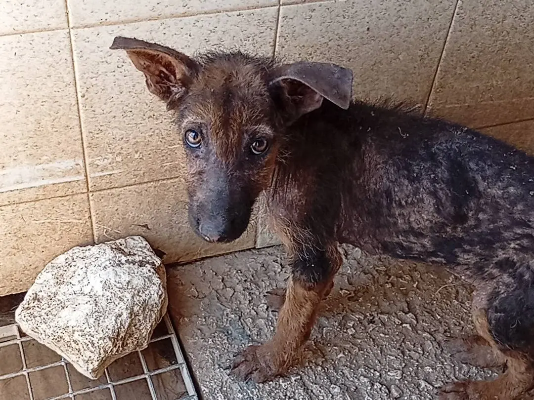 Vuoi adottare un cane a Bari?