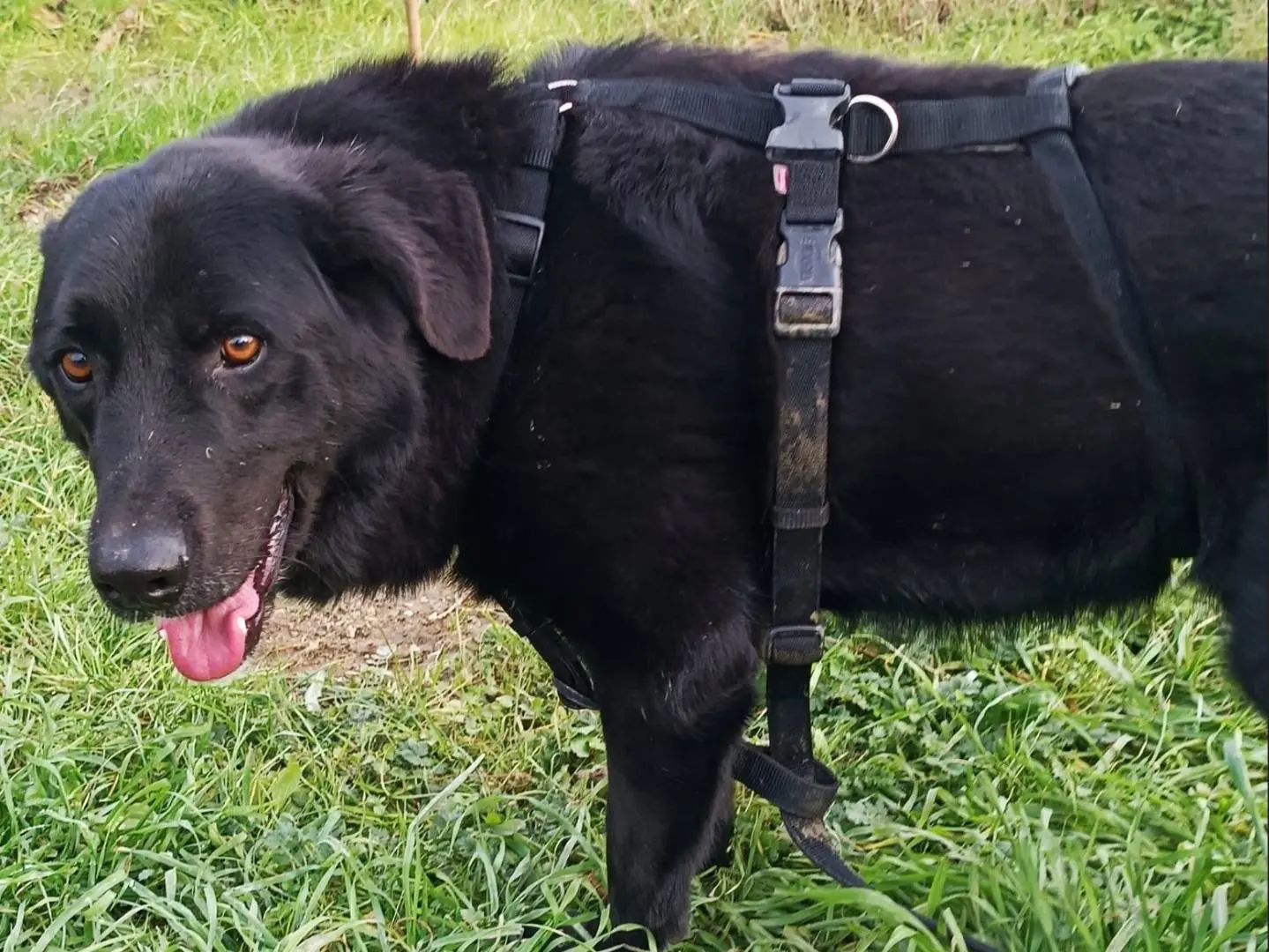 Adozione cane, maschio, Razza sconosciuta Razza sconosciuta, 7 anni e 9 mesi, taglia media, Lodi
