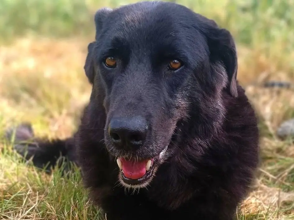 Adotta un cane, maschio, 7 anni e 9 mesi, Lodi
