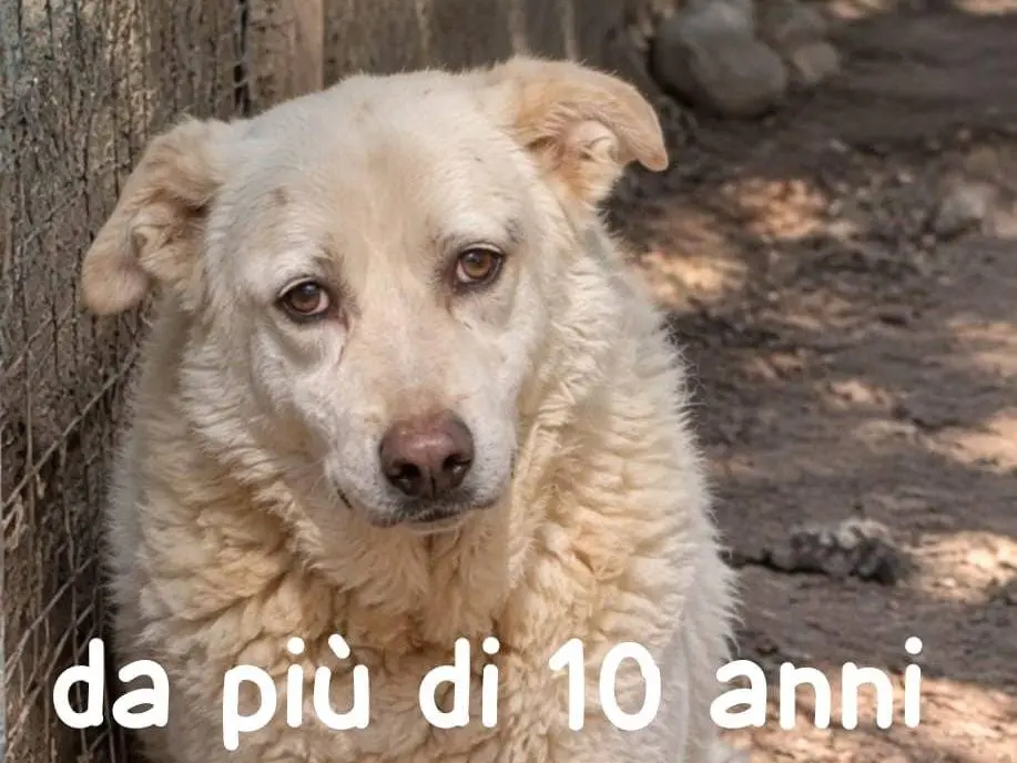 Adozione cane, femmina, Razza sconosciuta Razza sconosciuta, 13 anni e 1 mese, taglia grande, Grosseto