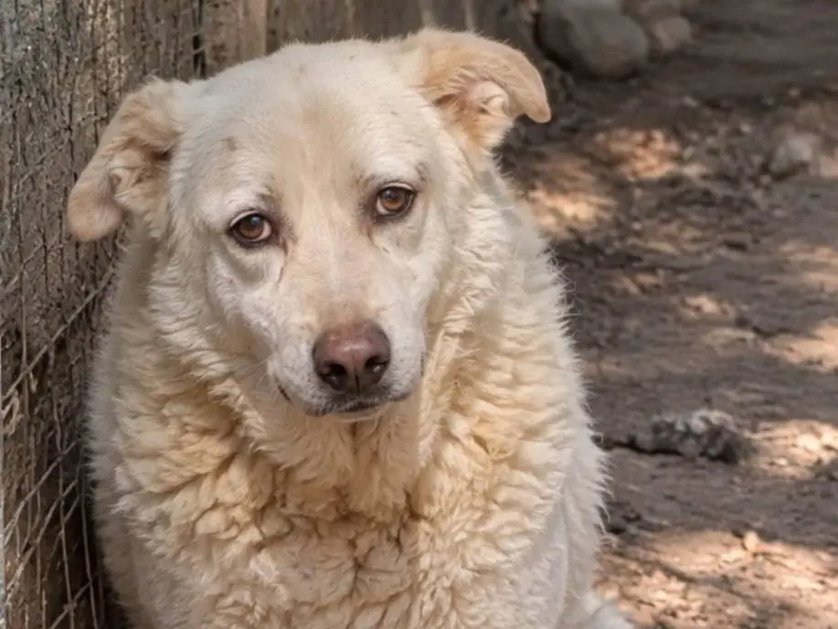 Adotta un cane, femmina, 13 anni e 1 mese, Grosseto