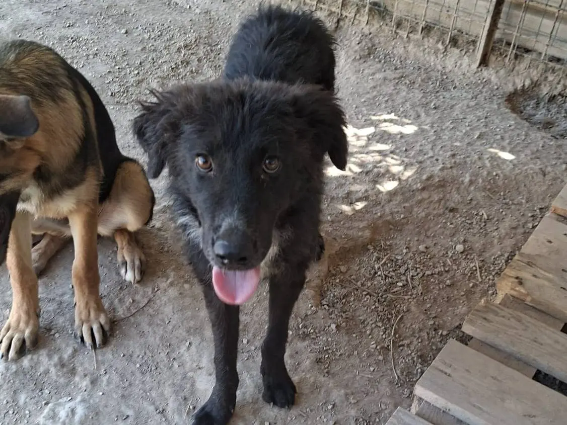 Adozione cane, femmina, Razza sconosciuta Razza sconosciuta, 9 mesi, taglia media, Lodi