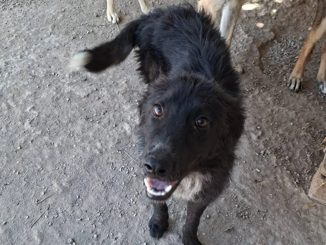 Adotta un cane, femmina, 9 mesi, Lodi